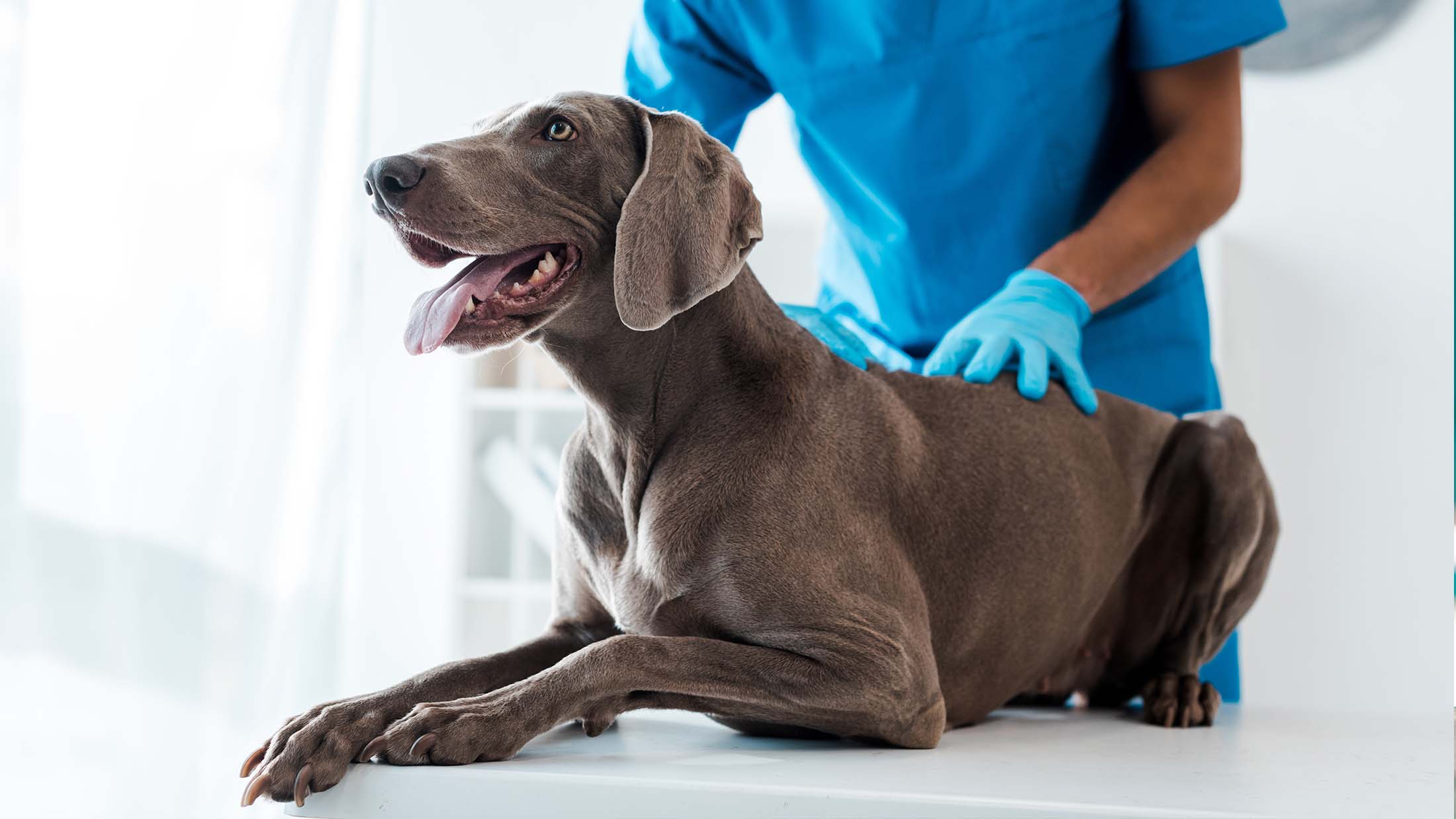 Clínica Veterinaria El Pinar, mascotas y veterinaria en Paterna
